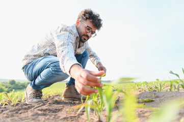 Agronomist inspecting young corn crop in cultivated field