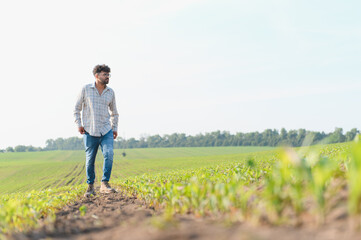Agronomist walking and inspecting crops in cultivated field