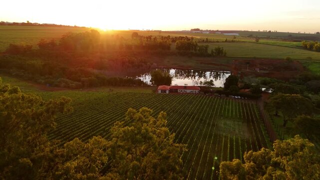 Vin&iacute;cola no Brasil vista por drone ao p&ocirc;r do sol, com lago ao lado, natureza exuberante,  vinhedo iluminados pela luz dourada. Beleza rural, clima tranquilo e paisagem cinematogr&aacute;fica