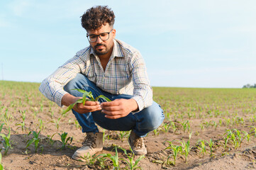Agronomist inspecting young corn seedlings in field