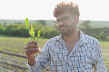 Agronomist holding and inspecting corn seedling in cultivated field