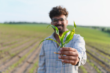 Smiling agronomist showing corn seedling in cultivated field
