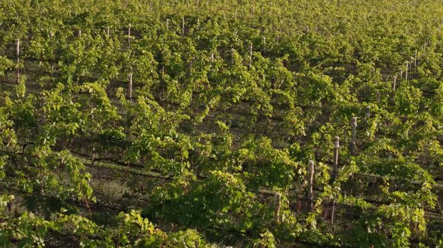 Vin&iacute;cola no Brasil filmada por drone em dia ensolarado com c&eacute;u limpo. Vinhedos extensos e natureza ao redor comp&otilde;em uma paisagem rural t&iacute;pica e encantadora do interior brasileiro.