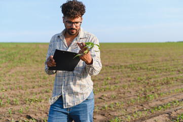 Agronomist inspecting corn crop with clipboard in cultivated field