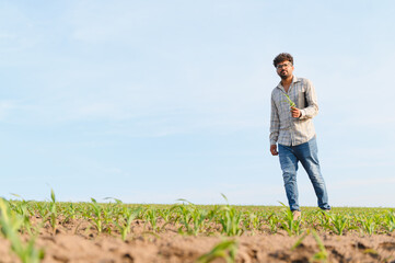 Agronomist walking and inspecting corn field with tablet