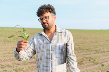 Agronomist inspecting young corn crop in field