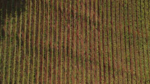 Vin&iacute;cola no Brasil filmada por drone. Vinhedos extensos e natureza ao redor comp&otilde;em uma paisagem rural t&iacute;pica e encantadora do interior brasileiro.