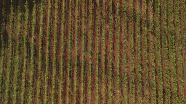 Vin&iacute;cola no Brasil filmada por drone. Vinhedos extensos e natureza ao redor comp&otilde;em uma paisagem rural t&iacute;pica e encantadora do interior brasileiro.