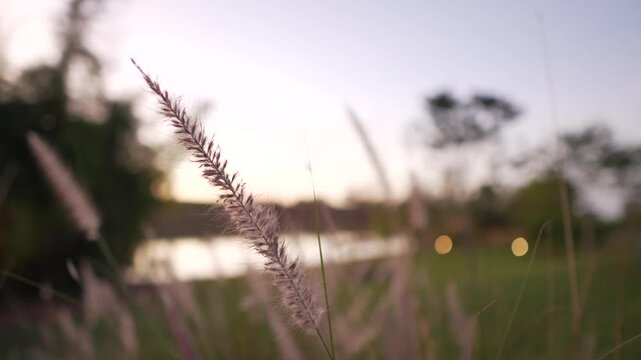 Capim dos Pampas com apar&ecirc;ncia de rabo de gato em foco, balan&ccedil;ando com o vento, com lago ao fundo desfocado. Cena natural suave, com fundo tranquilo e luz suave em ambiente de natureza.