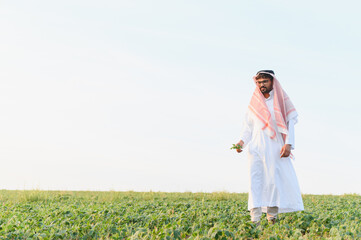 Fototapeta premium Arab farmer inspecting crops in soybean field at sunset