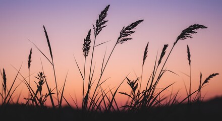 Fototapeta premium Silhouette of tall grass and plants against a colorful sunset sky in a peaceful outdoor setting scene
