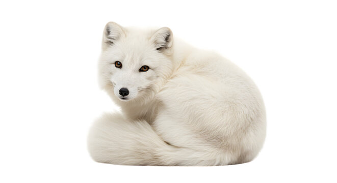 Beautiful Fluffy Arctic Fox with a Thick White Winter Coat Curled Up Cozily on isolated transparent background.