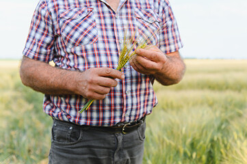 Senior agronomist examining wheat crop in field