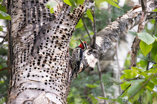 Male yellow-bellied sapsucker Sphyrapicus varius perched on a birch tree trunk next to the neat rows of sapwells it drilled to access sap from the tree