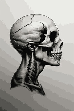 skull and bones