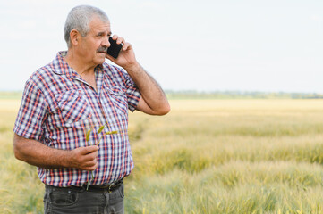 Senior farmer using smartphone in wheat field holding spikes