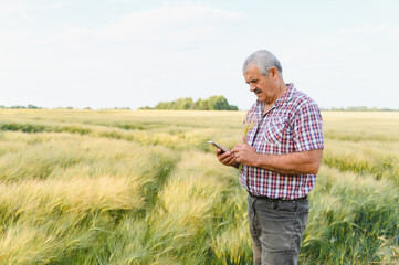 Senior farmer examining wheat crop and using mobile phone in field