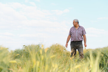 Senior farmer walking and inspecting green wheat field