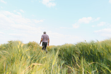 Senior farmer walking through green wheat field on sunny day