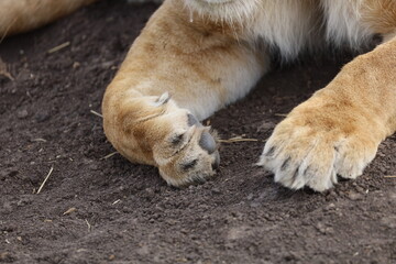 Close-Up of a Lion's Paws