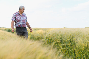 Senior farmer walking and inspecting wheat field at sunset