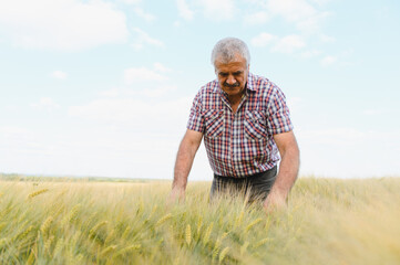 Senior agronomist inspecting wheat crop in field
