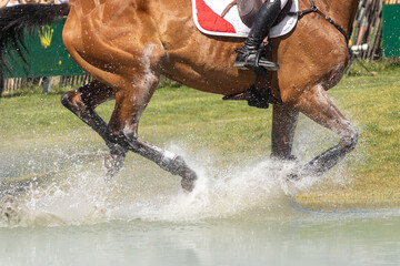 Sportpferd  beim Turnier
