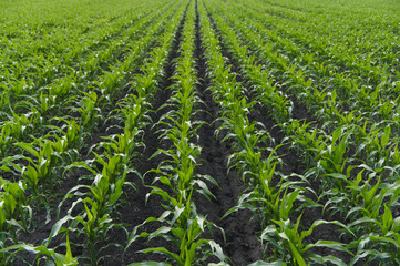 Rows of young corn growing in fertile soil of cultivated field