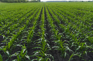 Rows of young corn plants growing in field