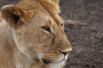 Lioness - Focused and Fierce
