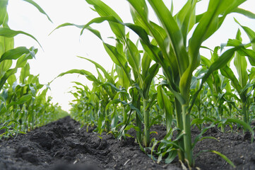Young corn plants growing in fertile soil, cultivating a sustainable future