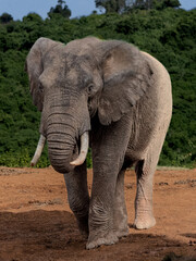 Adult elephant in Aberdare Park, Kenya