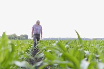 Senior farmer walking and inspecting corn field plantation