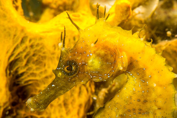 Speckled Seahorse Long-snouted seahorse Hairy Seahorse, Hippocampus guttulatus,. Capo Caccia, Porto...