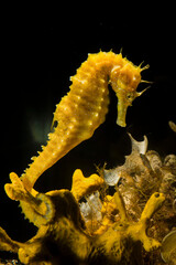 Speckled Seahorse Long-snouted seahorse Hairy Seahorse, Hippocampus guttulatus,. Capo Caccia, Porto Conte, Alghero, Sardinia, Italy