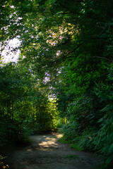 Fototapeta premium Golden sunlight illuminates a tranquil forest path, inviting exploration in the peaceful summer woods. Ideal for nature, escape, mindfulness, or outdoor adventure themes. Serene landscape.