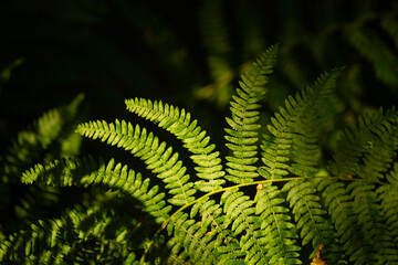 Vibrant green ferns bathed in dappled sunlight, creating a lush, natural backdrop. Ideal for nature, wellness, eco-friendly themes, or botanical designs. Fresh and organic.