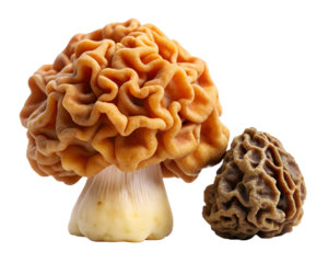 mushroom  isolated on white background. PNG Transparent file type with high definition quality And vibrant color grading Available.