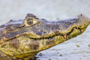 Caiman yacare in brazil
