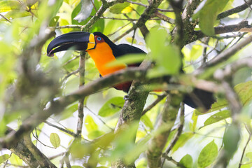 Ariel toucan in atlantic forest brazil © photogallet