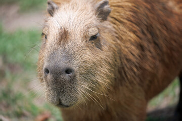 Capybara in pantanal brazil 24