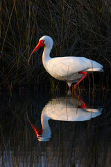 Dawn Reflections of a White Ibis