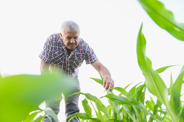 Senior farmer examining corn crop in cultivated field