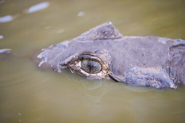 Caiman yacare in brazil