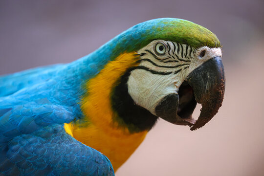 blue aras in brazil