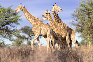 Girafes in kgalagadi transfrontier park 56