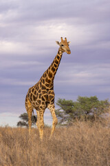 Girafes in kgalagadi transfrontier park 58