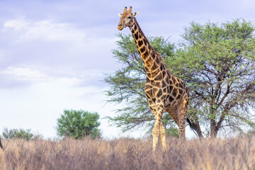 Girafes in kgalagadi transfrontier park 57