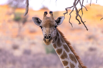 Girafe in kgalagadi transfrontier park 60