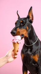 Hund schleckt an Eis